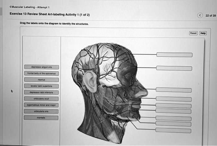 SOLVED Muscular Labeling Attempt 1 Exercise 13 Review Sheet Art