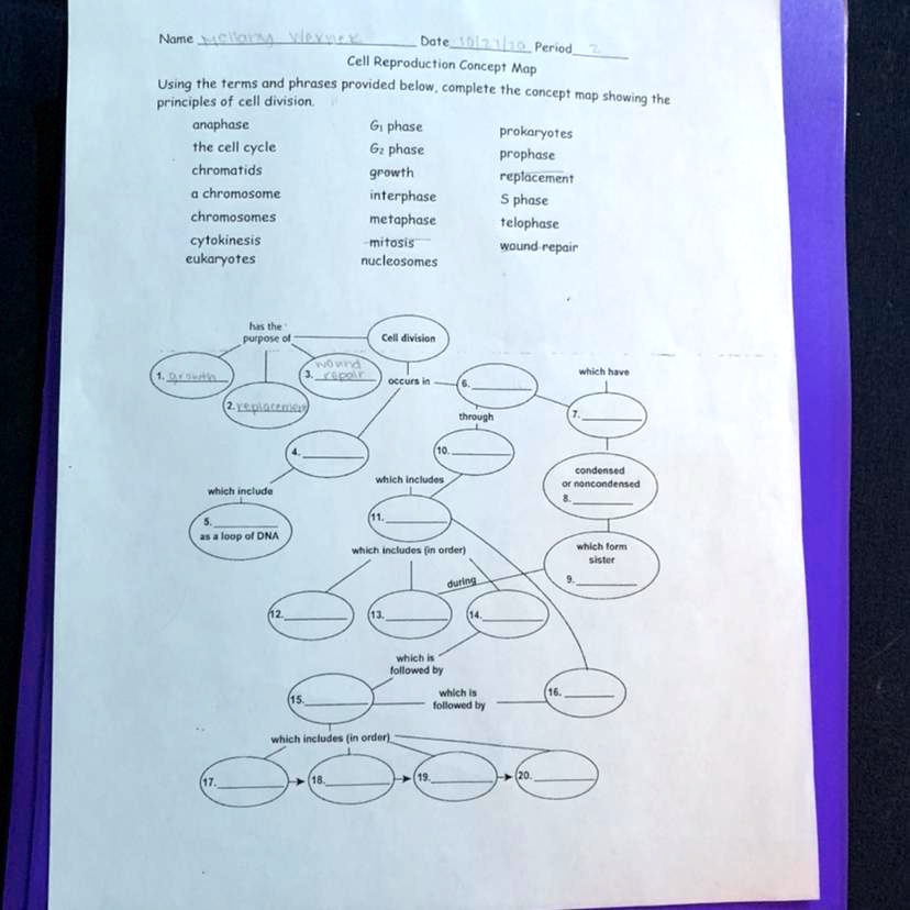 Name Hilary Werner Date 10 21 10 Period 7 Cell Reproduction Concept Map