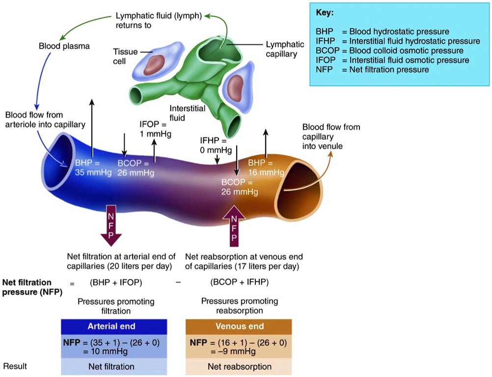 solved-describe-the-dynamics-of-capillary-exchange-shown-in-the-image-lymphatic-fluid-lymph