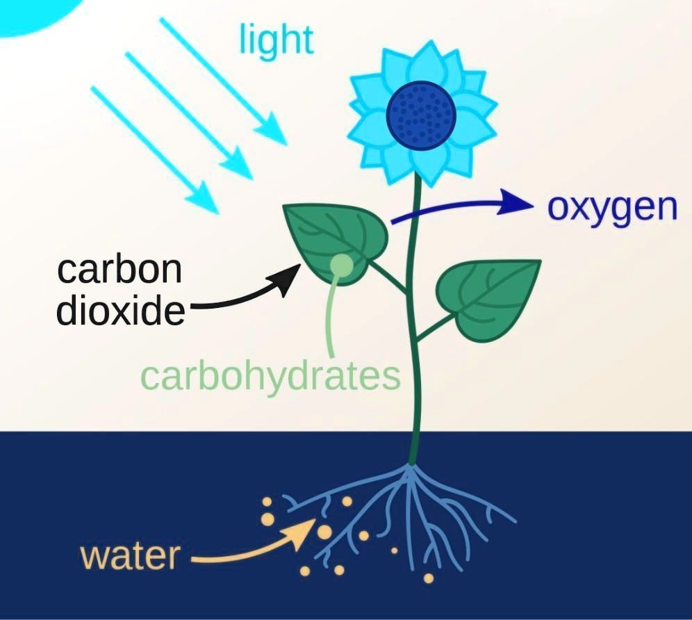 SOLVED '1. Define Photosynthesis the answer is The process by which