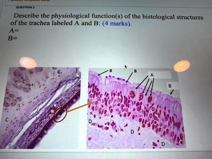 QUESTION 3 Describe the physiological function(s) of the histological ...