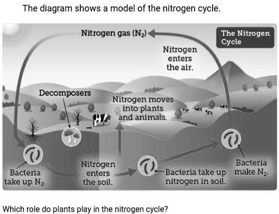 SOLVED: 'the diagram shows a model of the nitrogen cycle. which role do ...