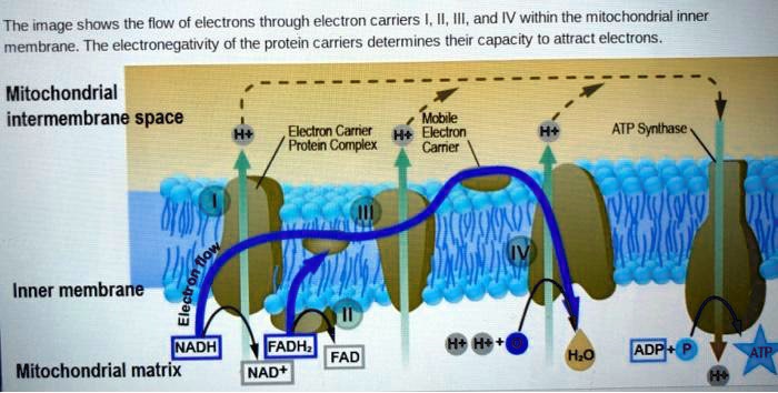 SOLVED: The image shows the flow of electrons through electron carriers ...