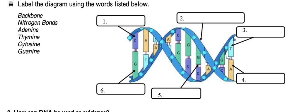 SOLVED: Label the diagram using the words listed below: Backbone ...