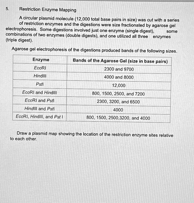 restriction enzyme mapping a circular plasmid molecule 12000 total base ...
