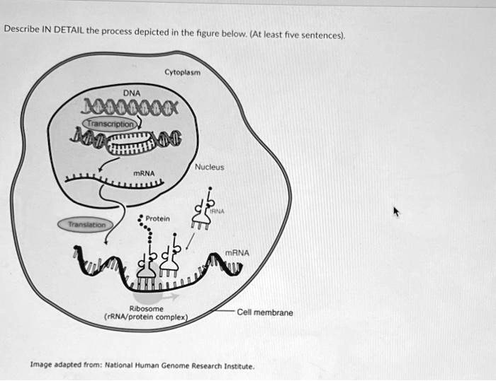 SOLVED Texts Describe IN DETAIL the process depicted in the figure