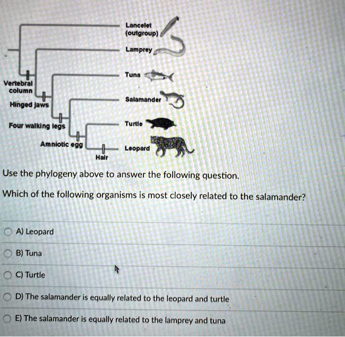 SOLVED:Lancelcf (ouigroup) Lampfey Tuna Vertebral column Salomande ...