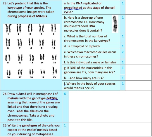 SOLVED: 23.Let pretend that this the karyotype of your species: The ...