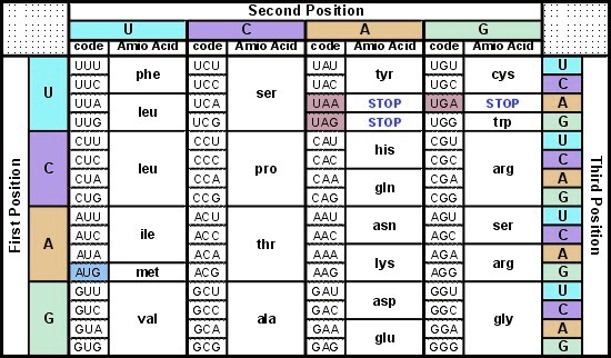 SOLVED: GGU AUC GCA The three amino acids, coded here, are assembled ...