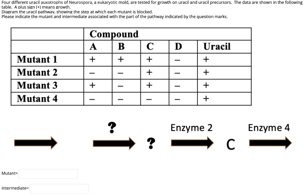 SOLVED: Four Different Uracil Auxotrophs Of Neurospora, A Eukaryotic ...