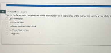 The...is the brain area that receives visual information from the retinas of the eye for the special sense of sight
photoreceptor.
frontal eye field.
primary somatosensory cortex.
primary visual cortex.
amygdala.