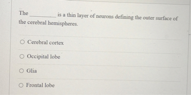The  is a thin layer of neurons defining the outer surface of the cerebral hemispheres.
Cerebral cortex
Occipital lobe
Glia
Frontal lobe
