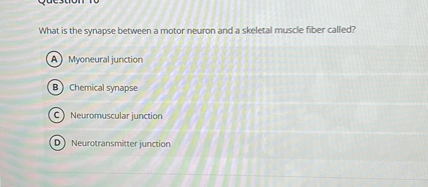 What is the synapse between a motor neuron and a skeletal muscle fiber ...