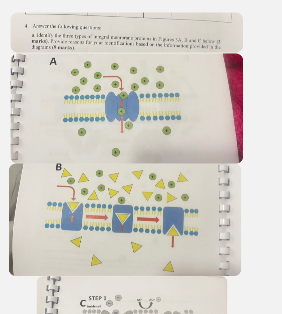 4. Answer the following questions:
a. identify the three types of integral membrane proteins in Figures 3A, B and C below (3 marks). Provide reasons for your identifications based on the information provided in the diagrams (9 marks).