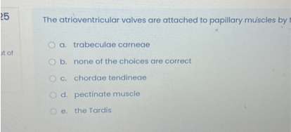 The atrioventricular valves are attached to papillary muscles by
a. trabeculae carneae
b. none of the choices are correct
c. chordae tendineae
d. pectinate muscle
e. the Tardis