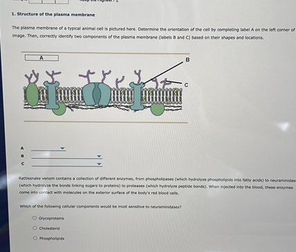 [GET ANSWER] 1. Structure of the plasma membrane The plasma membrane of ...