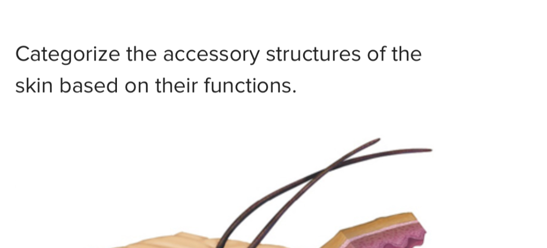 SOLVED Categorize the accessory structures of the skin based on their