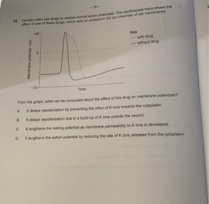 24. Doctors often use drugs to restore normal action potentials. The oscilloscope trace shows the effect of one of these drugs, which acts on potassium (K) ion channels of cell membranes.

From the graph, what can be concluded about the effect of this drug on membrane potentials?

A. It delays repolarization by preventing the influx of K ions towards the cytoplasm.
B. It delays depolarization due to a build-up of K ions outside the neuron.
C. It lengthens the resting potential as membrane permeability to K ions is decreased.
D. It lengthens the action potential by reducing the rate of K ions released from the cytoplasm.