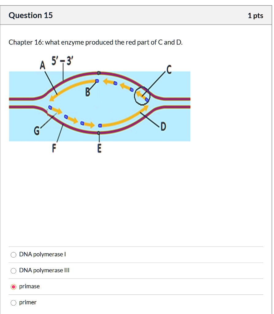 Solved Question 15 1pts Chapter 16 What Enzyme Produced The Red Part Of Cand D A 5 3 Dna 2614