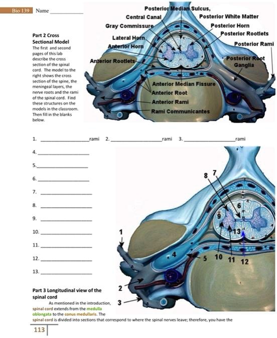 SOLVED: Posterior Median Sulcus, Central Canal, Posterior White Matter, Gray Commissure ...
