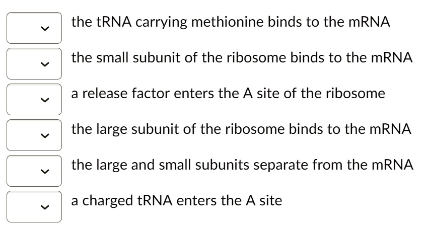 the tRNA carrying methionine binds to the mRNA
the small subunit of the ribosome binds to the mRNA
a release factor enters the A site of the ribosome
the large subunit of the ribosome binds to the mRNA
the large and small subunits separate from the mRNA
a charged tRNA enters the A site