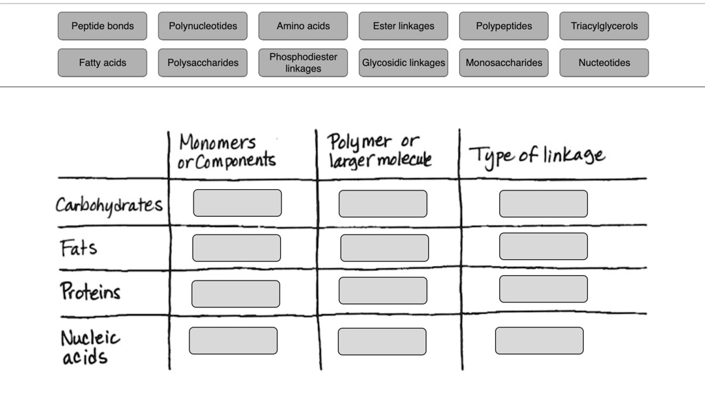 SOLVED Peptide bonds Polynucleotides Amino acids Ester linkages