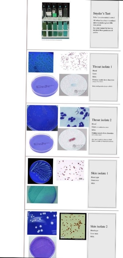 Solved: Med Micro I Homework 1. If The Snyder Test Medium Turns Yellow 