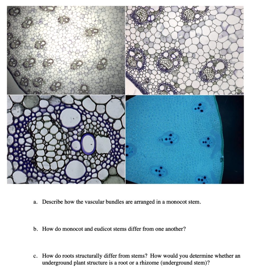 SOLVED: Classify the following descriptions of vascular bundle organization  in the stem depending on what type of plant they are describing: Herbaceous  Monocots: - Experiences primary and secondary growth - Experiences only