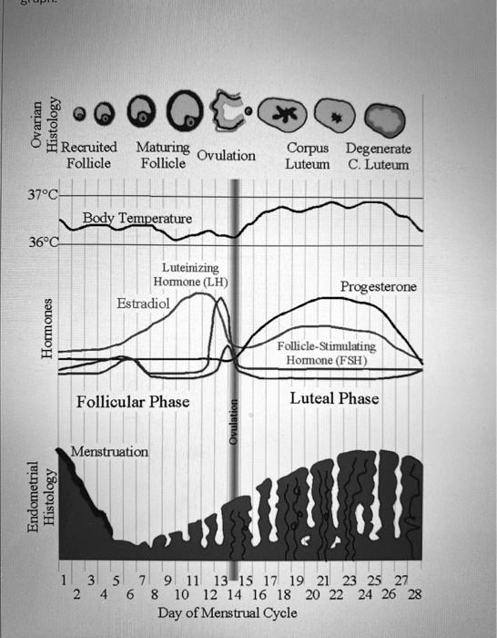 Luteal Phase 101, Luteal Phase 101 🩸 How well do you understand your  menstrual cycle?