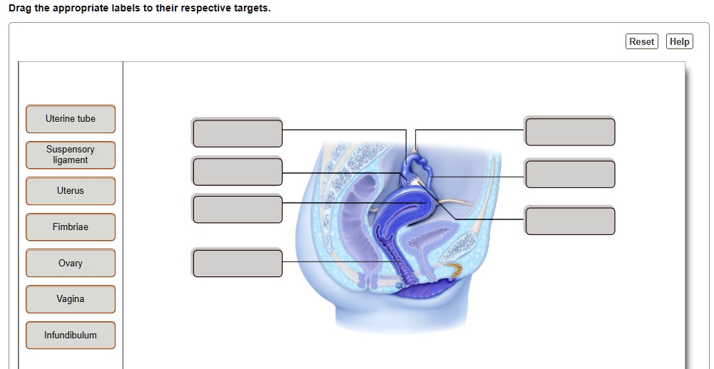 SOLVED Drag the appropriate labels to their respective targets. Drag