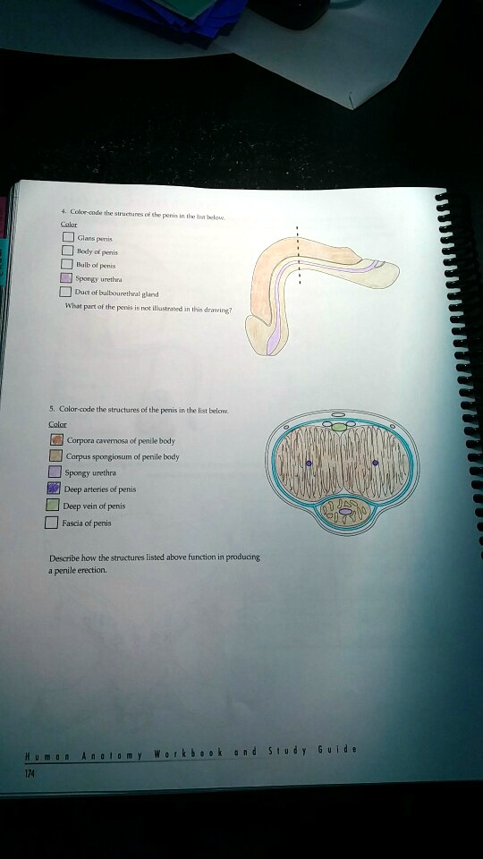 4. Color-code the structures of the penis in the list below.
Color
Glans penis
Body of penis
Bulb of penis
Spongy urethra
Duct of bulbourethral gland
What part of the penis is not illustrated in this drawing?
5. Color-code the structures of the penis in the list below.
Color
Corpora cavernosa of penile body
Corpus spongiosum of penile body
Spongy urethra
Deep arteries of penis
Deep vein of penis
Fascia of penis
Describe how the structures listed above function in producing
a penile erection.