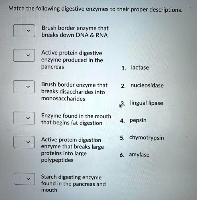 Match the following digestive enzymes to their proper descriptions.

Brush border enzyme that
breaks down DNA     RNA
Active protein digestive
enzyme produced in the
pancreas
Brush border enzyme that
breaks disaccharides into
monosaccharides
Enzyme found in the mouth
that begins fat digestion
Active protein digestion
enzyme that breaks large
proteins into large
polypeptides
Starch digesting enzyme
found in the pancreas and
mouth
1. lactase
2. nucleosidase
3. lingual lipase
4. pepsin
5. chymotrypsin
6. amylase