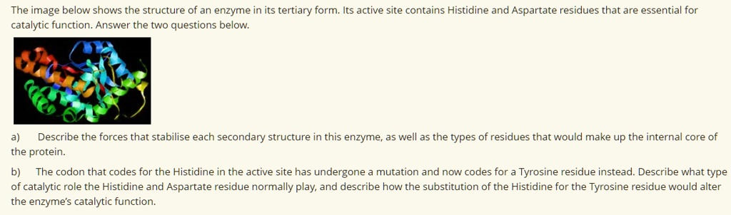 The image below shows the structure of an enzyme in its tertiary form. Its active site contains Histidine and Aspartate residues that are essential for catalytic function. Answer the two questions below.
a) Describe the forces that stabilise each secondary structure in this enzyme, as well as the types of residues that would make up the internal core of the protein.
b) The codon that codes for the Histidine in the active site has undergone a mutation and now codes for a Tyrosine residue instead. Describe what type of catalytic role the Histidine and Aspartate residue normally play, and describe how the substitution of the Histidine for the Tyrosine residue would alter the enzyme's catalytic function.
