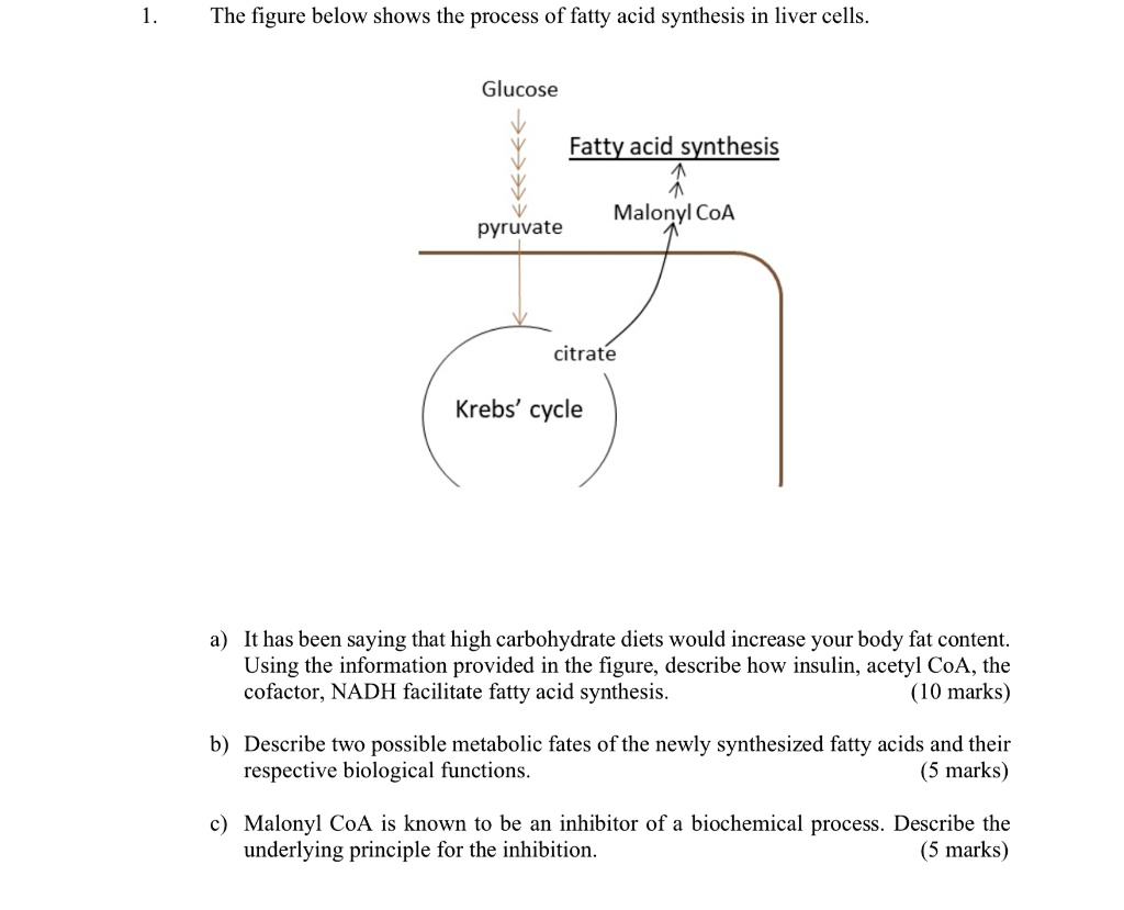 SOLVED The figure below shows the process of fatty acid synthesis in