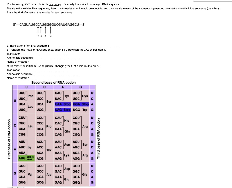 The following 5'-3' molecule is the beginning of a newly transcribed messenger RNA sequence. Translate the initial mRNA sequence, listing the three-letter amino acid polypeptide, and then translate each of the sequences generated by mutations to this initial sequence (parts b-c). State the kind of mutation that results for each sequence.

5'—CAGUAUGCCAUGGGGUCGAUGAGGCU—3'

a) Translation of original sequence:
b) Translate the initial mRNA sequence, adding a U between the 2 Cs at position 4.
Translation
Amino acid sequence
Name of mutation
c) Translate the initial mRNA sequence, changing the G at position 3 to an A.
Translation
Amino acid sequence
Name of mutation

Second base of RNA codon
U C A G
UUU Phe UCU UAU Tyr UGU Cys U
UUC UCC UAC UGC C
UUA Leu UCA Ser UAA Stop UGA Stop A
UUG UCG UAG Stop UGG Trp G

CUU CCU CAU His CGU U
CUC Leu CCC CAC CGC C
CUA CCA Pro CAA Gln CGA Arg A
CUG CCG CAG CGG G

AUU ACU AAU Asn AGU Ser U
AUC Ile ACC AAC AGC C
AUA ACA Thr AAA Lys AGA Arg A
AUG Met or start ACG AAG AGG G

GUU GCU GAU Asp GGU U
GUC Val GCC Ala GAC GGC Gly C
GUA GCA GAA Glu GGA A
GUG GCG GAG GGG G