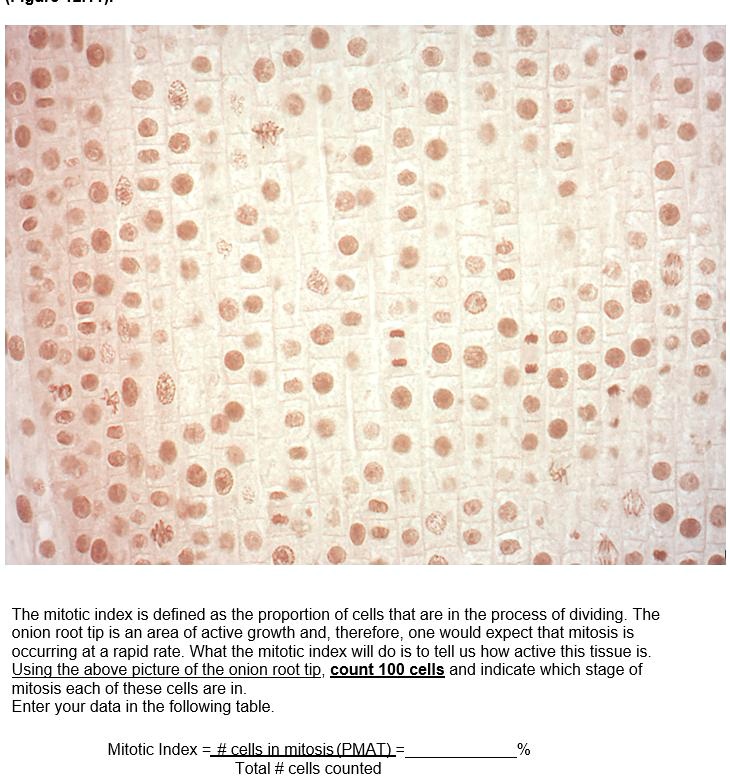 SOLVED The mitotic index is defined as the proportion of cells that Biology Diagrams
