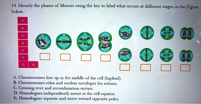 14 identily the phases of meiosis using the key to label what occurs at ...