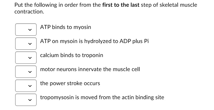Put the following in order from the first to the last step of skeletal muscle contraction. ATP binds to myosin ATP on mysoin is hydrolyzed to ADP plus Pi calcium binds to troponin motor neurons innervate the muscle cell the power stroke occurs tropomyosin is moved from the actin binding site