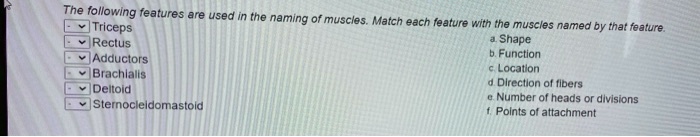 The following features are used in the naming of muscles. Match each feature with the muscles named by that feature.
- Triceps
- Rectus
- Adductors
- Brachialis
- Deltoid
- Sternocleidomastoid
a. Shape
b. Function
c. Location
d. Direction of fibers
e. Number of heads or divisions
f. Points of attachment