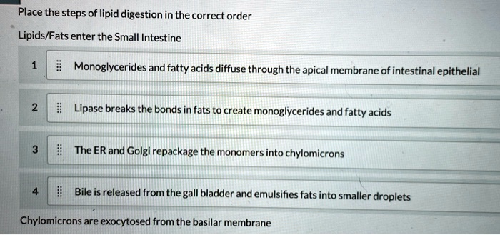 Order of lipid digestion. Place the steps of lipid digestion in the ...