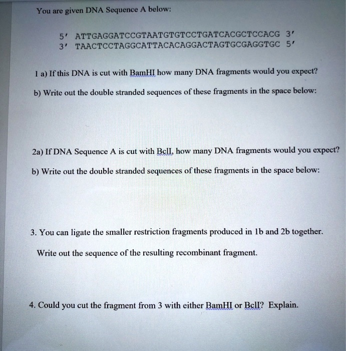 SOLVED: You Are Given The DNA Sequence Below ...