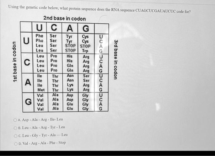 Using the genetic code below, what protein sequence does the...