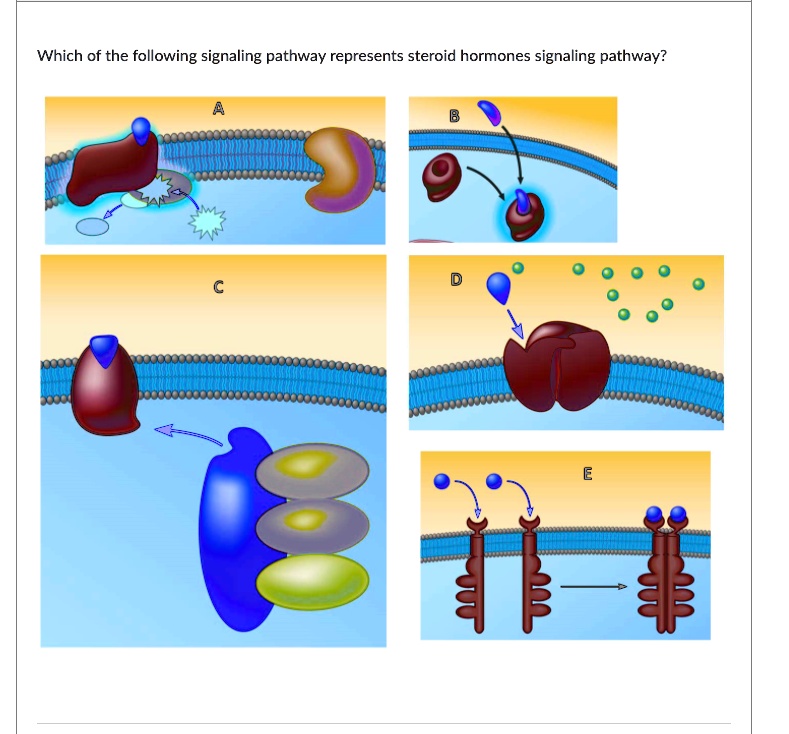 SOLVED Which of the following signaling pathway represents steroid