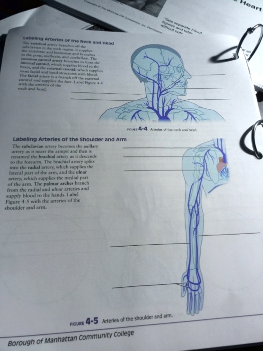 Solved Arteries Of The Neck And Head Labeling Arteries Of The Shoulder And Arm The Subclavian