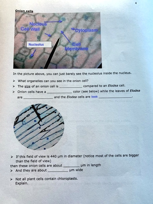 SOLVEDOnlon cells Nucleus Cell Wall cytoplasm Nucleolus Cell Membrane In the plcture above