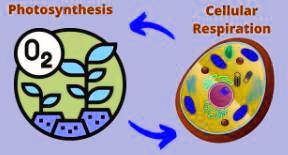 Photosynthesis
Cellular Respiration
O2