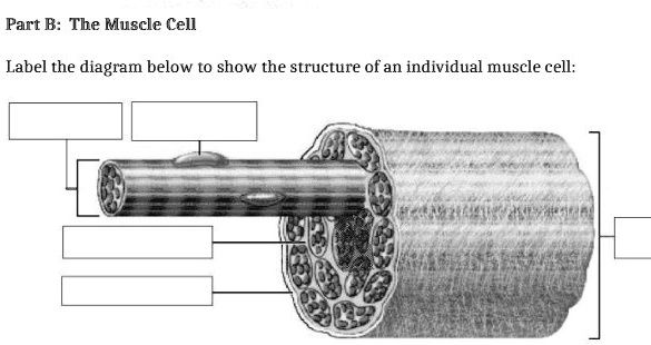 SOLVED: 'Part B: The Muscle Cell Label the diagram below LO show the ...