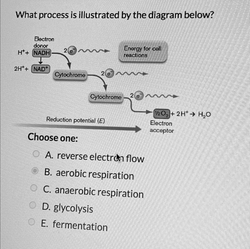 What process is illustrated by the diagram below? Choose one: A ...