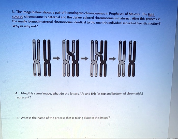 SOLVED: The Image Below Shows A Pair Of Homologous Chromosomes In ...