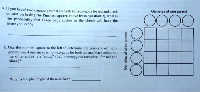 4. If you breed two cornsnakes that are both heterozygous for red and black coloration (using the Punnett square above from question 2), what is the probability that three baby snakes in the clutch will have the genotype rrbb?

Gametes of one parent

5. Use the punnett square to the left to determine the genotype of the F1 generation if one snake is homozygous for both red and black color, but the other snake is a “snow” (i.e., homozygous recessive for red and black)?

Gametes of other parent

What is the phenotype of these snakes?